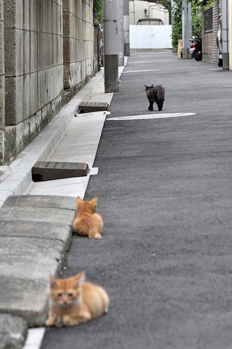 街のねこたち