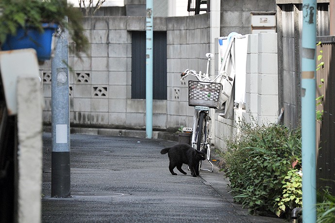 街のねこたち