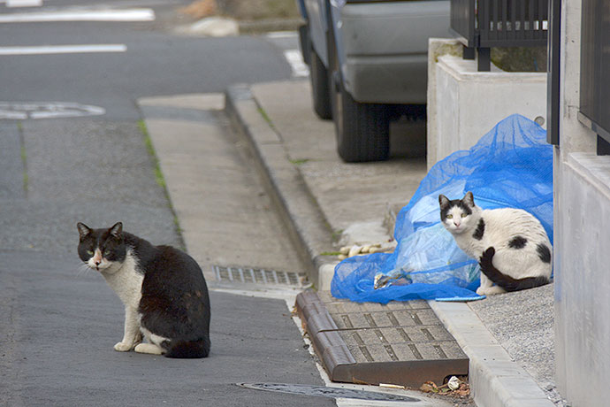 街のねこたち