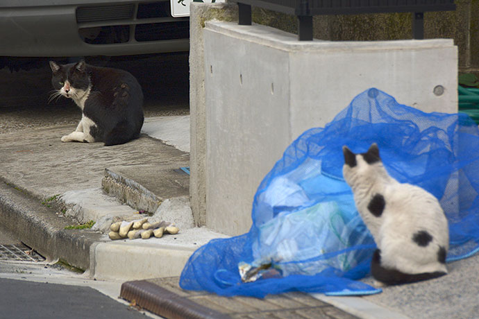 街のねこたち