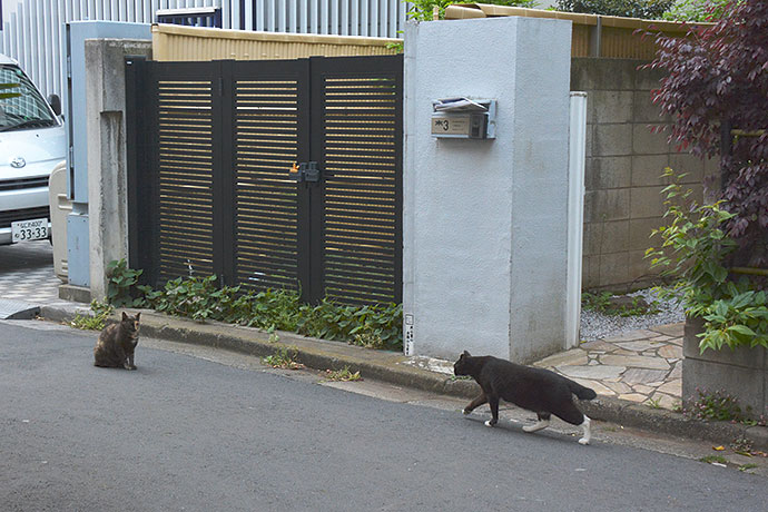 街のねこたち