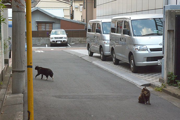 街のねこたち