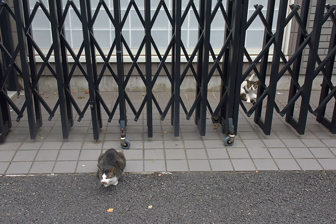 街のねこたち