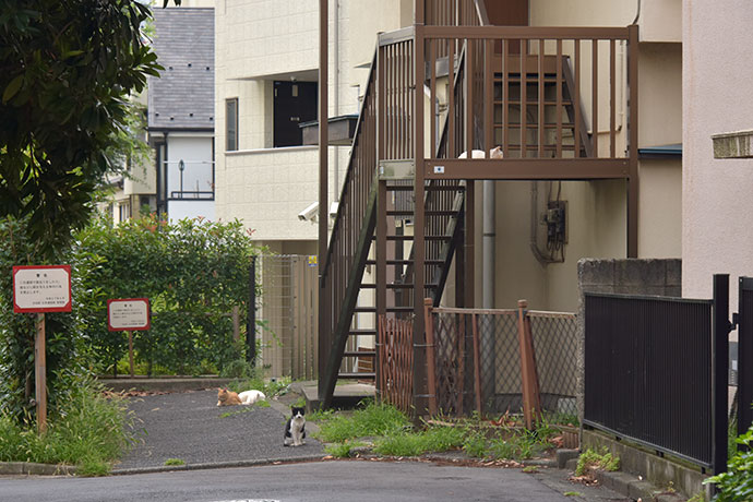 街のねこたち