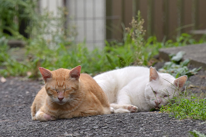 街のねこたち