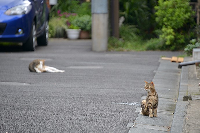 街のねこたち