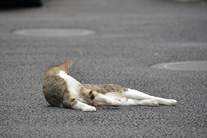 街のねこたち