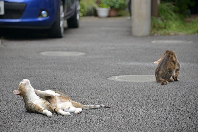 街のねこたち