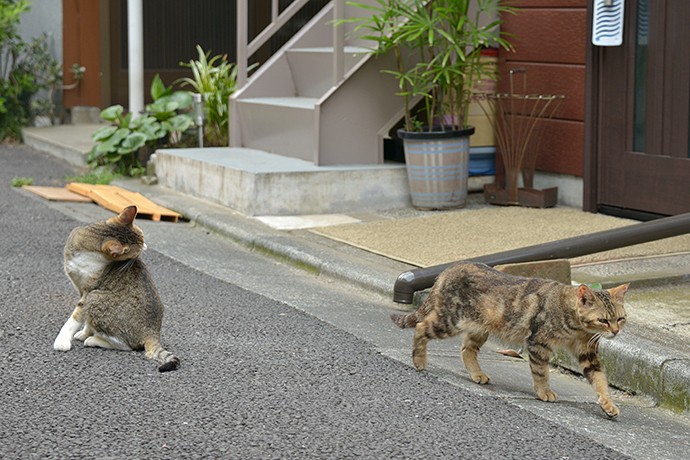 街のねこたち