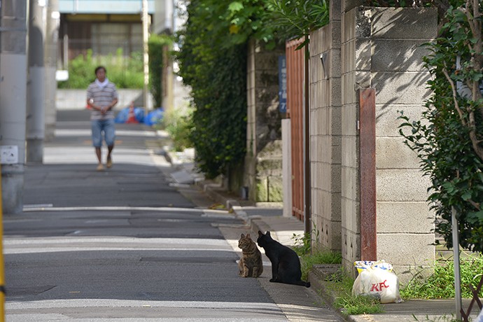 街のねこたち