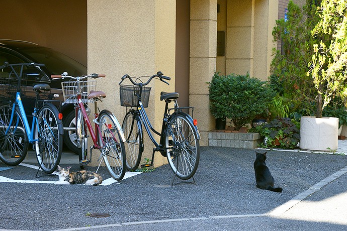 街のねこたち