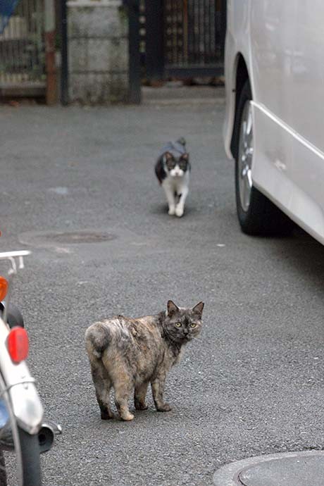 街のねこたち