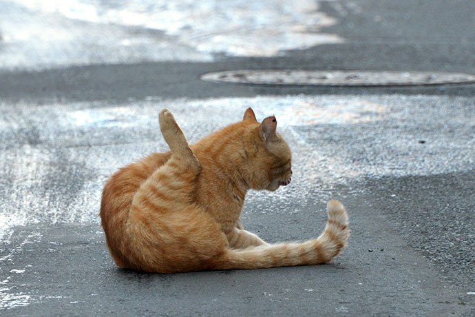街のねこたち