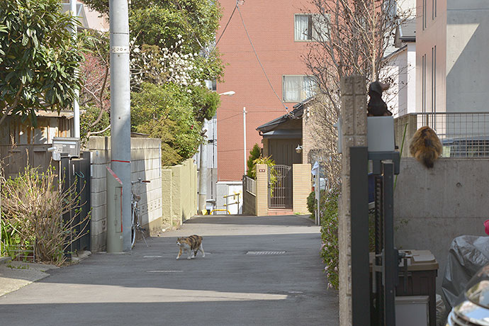 街のねこたち