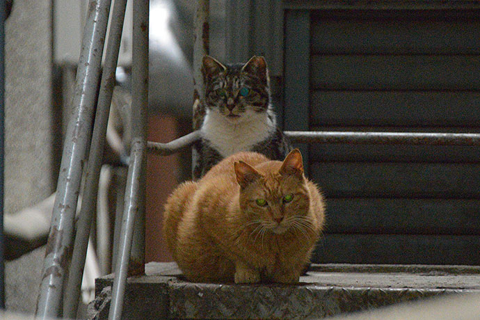 街のねこたち