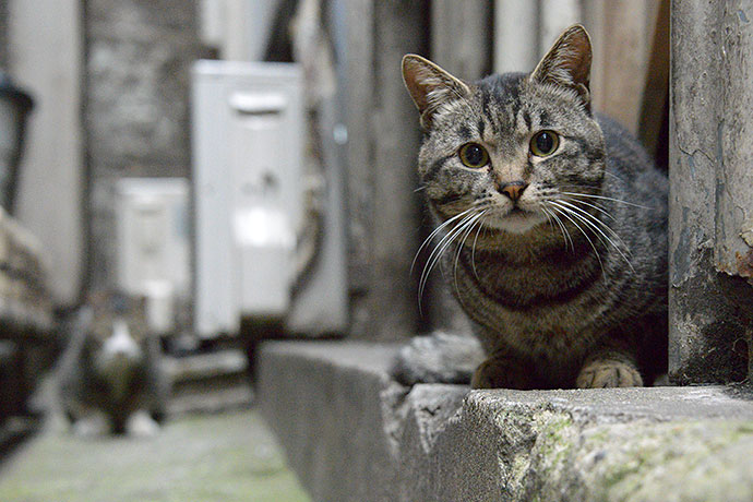 街のねこたち