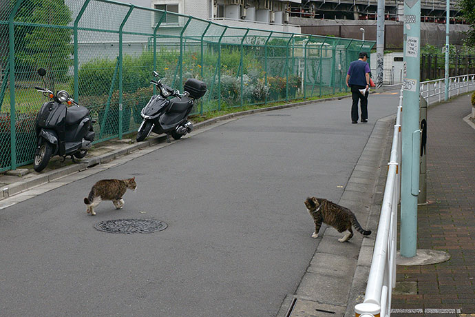 街のねこたち
