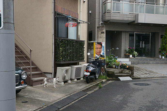 街のねこたち