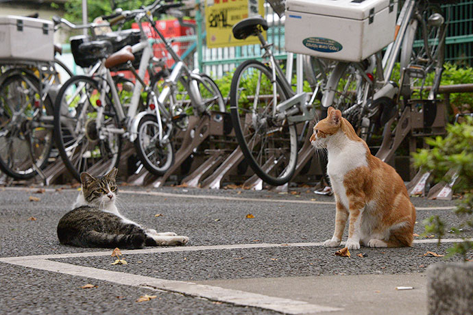 街のねこたち