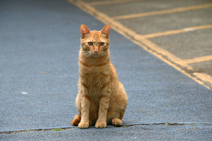 街のねこたち