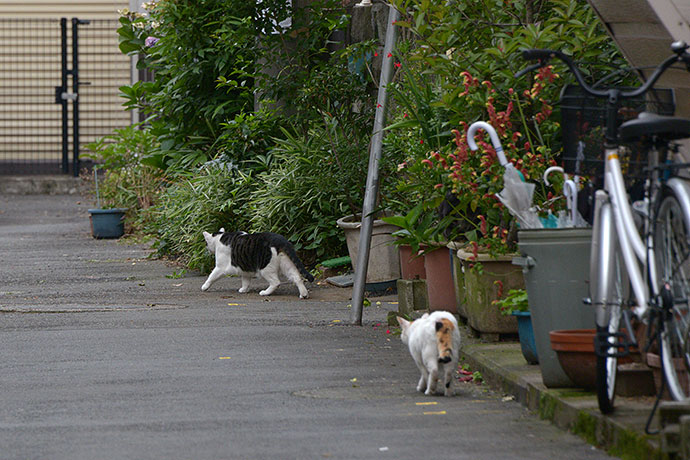 街のねこたち