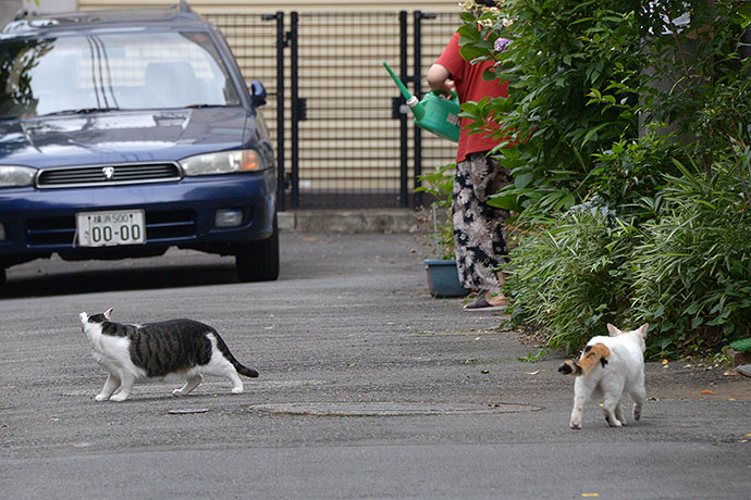 街のねこたち