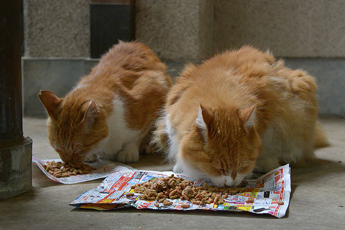 街のねこたち