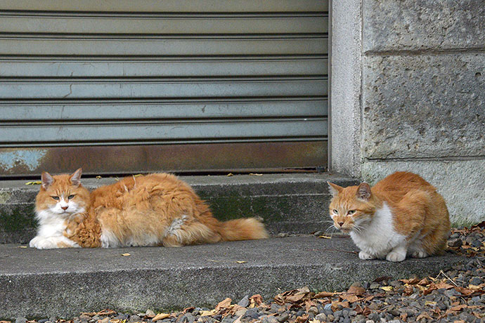 街のねこたち