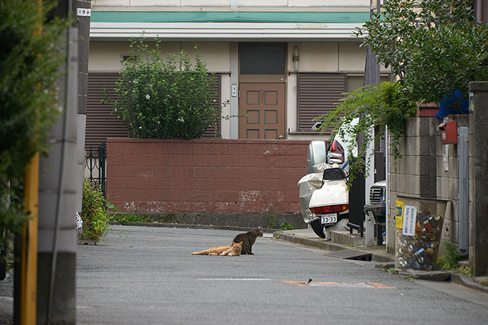 街のねこたち