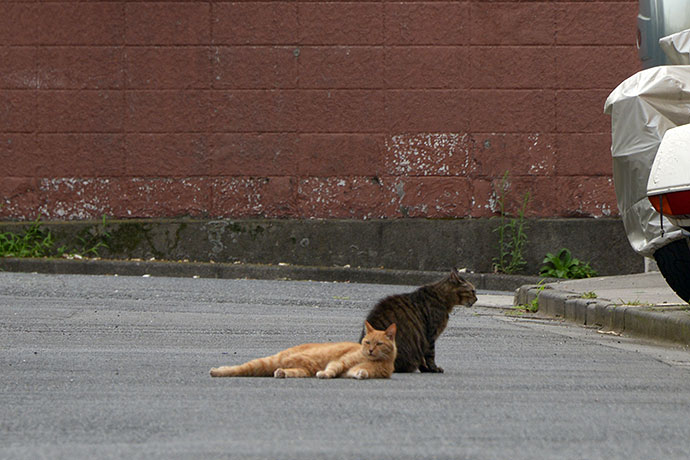 街のねこたち