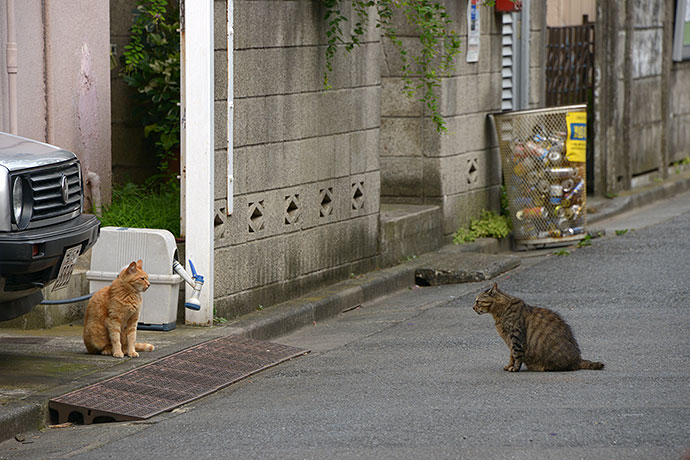 街のねこたち