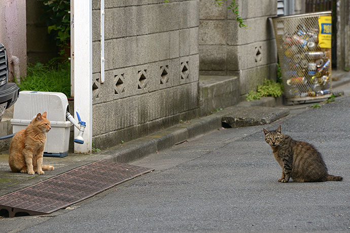 街のねこたち
