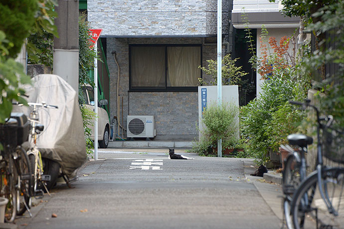 街のねこたち