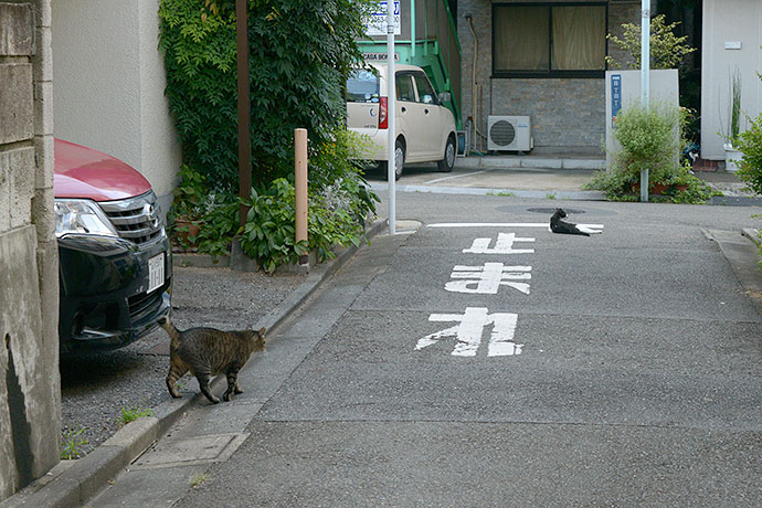 街のねこたち