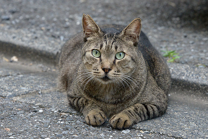 街のねこたち