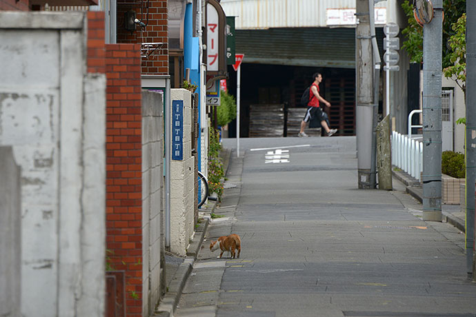 街のねこたち