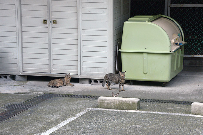 街のねこたち