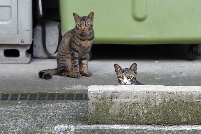 街のねこたち