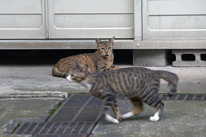 街のねこたち