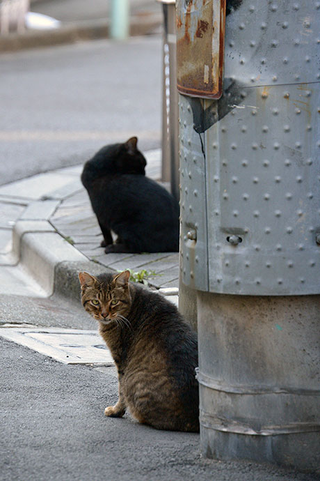 街のねこたち