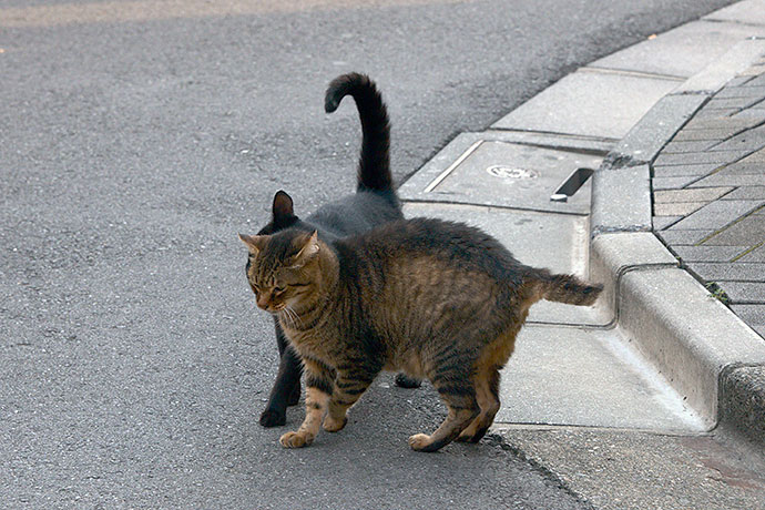 街のねこたち