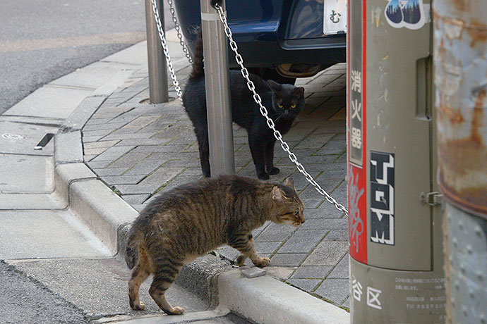 街のねこたち
