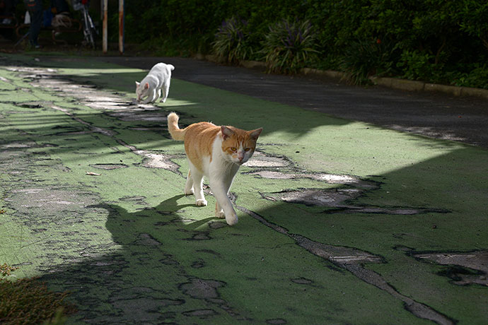 街のねこたち