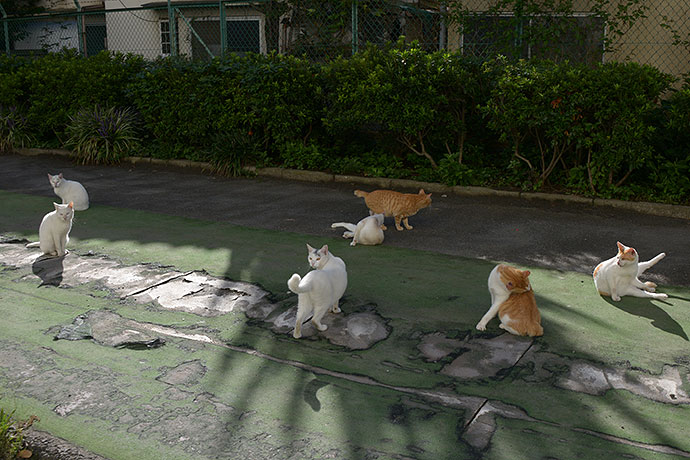 街のねこたち