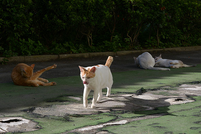 街のねこたち