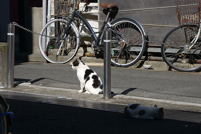 街のねこたち