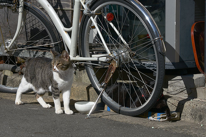 街のねこたち