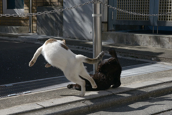 街のねこたち