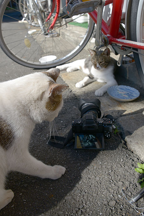 街のねこたち