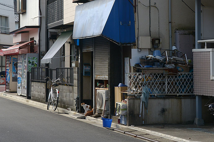 街のねこたち